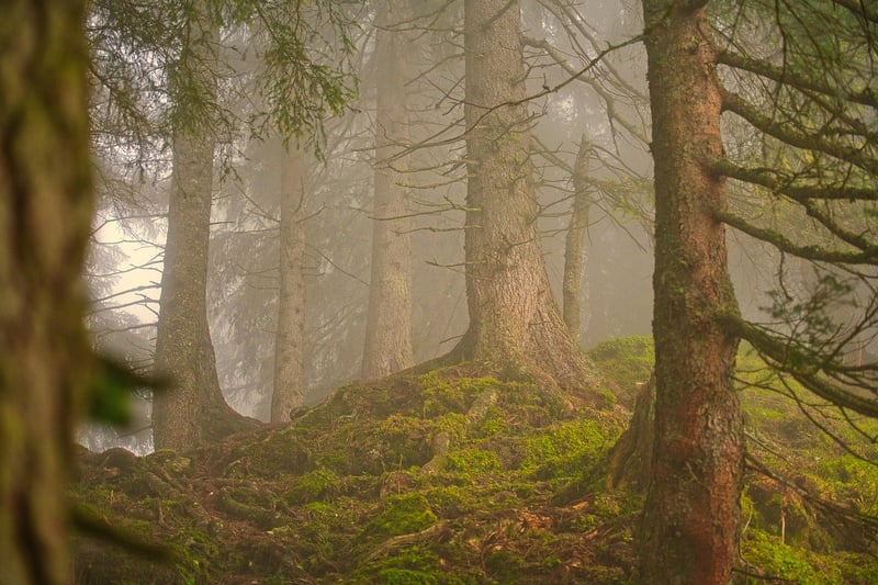 Woodland Love Story Shot 2