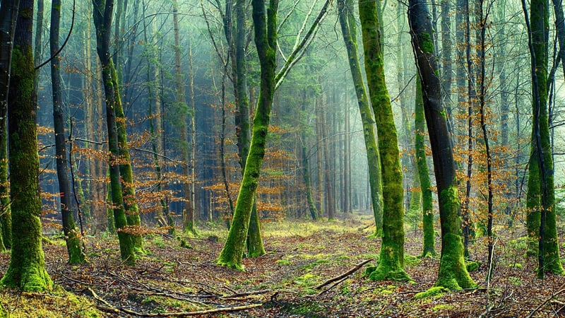 Mossy Glen Grove