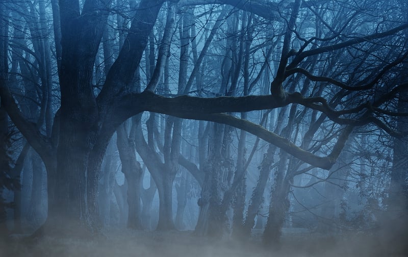 Enchanted Woods